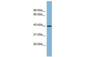 ELMOD2 antibody used at 1 ug/ml to detect target protein. (ELMOD2 抗体  (N-Term))