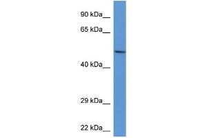 WB Suggested Anti-Acp2 Antibody   Titration: 1. (ACP2 抗体  (Middle Region))