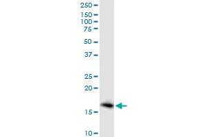 PTGES MaxPab polyclonal antibody.