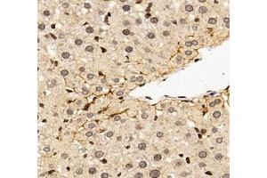 Immunohistochemistry of paraffin embedded rat liver using EP0 (ABIN7073860) at dilution of 1: 900 (400x lens) (EPO 抗体)