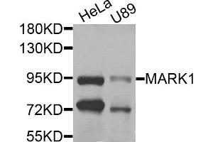 Western blot analysis of extracts of HeLa and U89 cells, using MARK1 antibody. (MARK1 抗体)