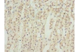 Immunohistochemistry of paraffin-embedded human adrenal gland tissue using ABIN7167209 at dilution of 1:100 (GTR2 抗体  (AA 1-250))