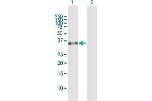 Western Blot analysis of RASSF4 expression in transfected 293T cell line by RASSF4 MaxPab polyclonal antibody. (RASSF4 抗体  (AA 1-321))