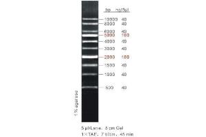 Agarose Gel Electrophoresis (AGE) image for 1Kb DNA Ladder (ABIN1540472) (1Kb DNA Ladder)