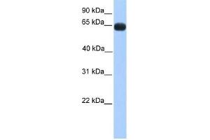 ZNF100 antibody used at 0. (ZNF100 抗体  (N-Term))