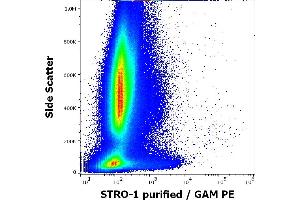 Flow cytometry surface staining pattern of human bone marrow cells stained using anti-human STRO-1 (STRO-1) purified antibody (concentration in sample 4 μg/mL, GAM PE).