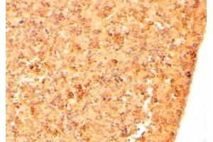 Immunohistochemistry (2μg/ml) staining of paraffin embedded Mouse Embryo Liver. (Cripto-1 抗体  (Internal Region))