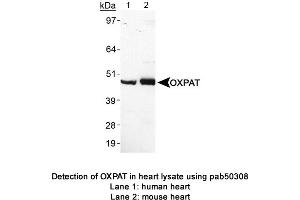 Image no. 1 for anti-Perilipin 5 (PLIN5) (AA 300-400) antibody (ABIN363617) (PLIN5 抗体  (AA 300-400))