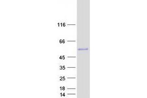 Western Blotting (WB) image for Estrogen-Related Receptor gamma (ESRRG) (Transcript Variant 2) protein (Myc-DYKDDDDK Tag) (ABIN2720563)