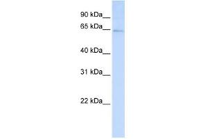 WB Suggested Anti-LRFN3 Antibody Titration:  0. (LRFN3 抗体  (C-Term))