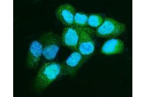 IF analysis of Apc5/ANAPC5 using anti-Apc5/ANAPC5 antibody (ABIN7599186). (ANAPC5 抗体  (AA 1-266))