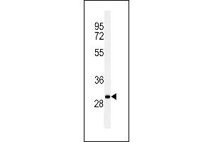 Western blot analysis of C19orf18 Antibody (Center) (ABIN653783 and ABIN2843070) in Ramos cell line lysates (35 μg/lane). (C19orf18 抗体  (AA 140-168))
