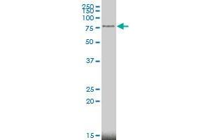 MECP2 monoclonal antibody (M01), clone 4B6 Western Blot analysis of MECP2 expression in MCF-7 . (MECP2 抗体  (AA 81-170))