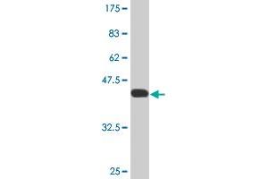 Western Blot detection against Immunogen (40. (FABP4 抗体  (AA 1-132))