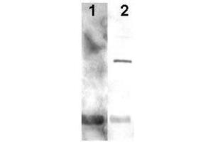 Western blot using  Affinity Purified anti-Alga PCNA antibody shows detection of a predominant band at ~29 kDa corresponding to PCNA (arrowhead lane 2). (PCNA 抗体  (AA 55-71))