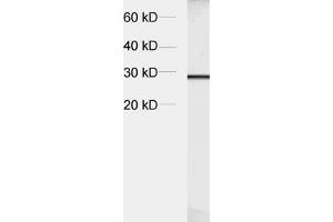 Synaptogyrin 1 antibody  (AA 220-234)