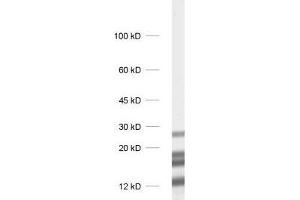 dilution: 1 : 1000, sample: rat brain homogenate (MBP 抗体)