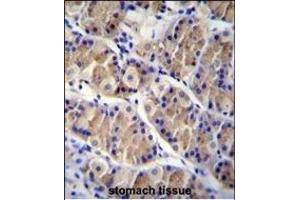 LRRC38 Antibody (C-term) (ABIN655842 and ABIN2845255) immunohistochemistry analysis in formalin fixed and paraffin embedded human stomach tissue followed by peroxidase conjugation of the secondary antibody and DAB staining. (LRRC38 抗体  (C-Term))