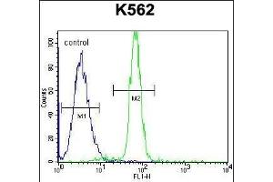 CLIP3 Antibody (C-term) (ABIN655036 and ABIN2844668) flow cytometric analysis of K562 cells (right histogram) compared to a negative control cell (left histogram). (CLIP3 抗体  (C-Term))