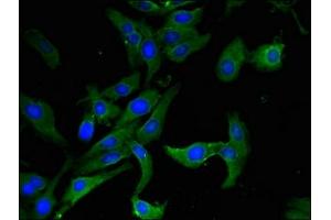 Immunofluorescent analysis of Hela cells using ABIN7144661 at dilution of 1:100 and Alexa Fluor 488-congugated AffiniPure Goat Anti-Rabbit IgG(H+L) (AHRR 抗体  (AA 255-506))
