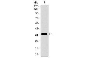 Image no. 1 for anti-Pancreatic Polypeptide (PPY) antibody (ABIN1490783) (PPY 抗体)