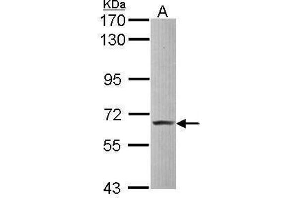 ZBTB7A anticorps  (C-Term)