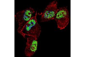 Immunofluorescence (IF) image for anti-Zinc Finger Protein 202 (ZNF202) (AA 342-370) antibody (ABIN653731)