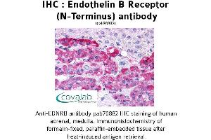 Image no. 1 for anti-Endothelin Receptor Type B (EDNRB) (Extracellular Domain), (N-Term) antibody (ABIN1734028) (EDNRB 抗体  (Extracellular Domain, N-Term))