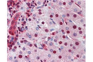 Anti-NR0B2 antibody IHC of human liver.
