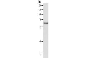 Western Blotting (WB) image for anti-TRAF3 Interacting Protein 2 (TRAF3IP2) antibody (ABIN2422287) (TRAF3IP2 抗体)