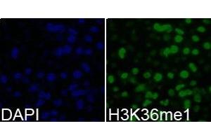 Immunofluorescence analysis of 293T cell using H3K36me1 antibody. (Histone 3 抗体  (H3K36me))