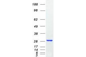 Western Blotting (WB) image for Chloride Intracellular Channel 4 (CLIC4) protein (Myc-DYKDDDDK Tag) (ABIN2712876)