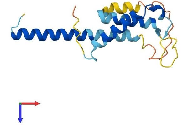 THRSP Protein (AA 1-146) (His tag)