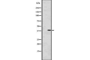 Western Blotting (WB) image for anti-Protein Phosphatase 1, Catalytic Subunit, alpha Isoform (PPP1CA) (C-Term) antibody (ABIN6264364)