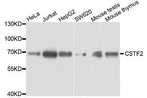 Western blot analysis of extracts of various cell lines, using CSTF2 antibody. (CSTF2 抗体  (AA 1-180))