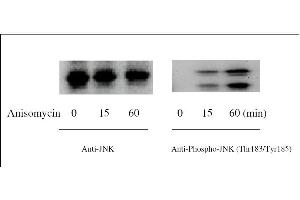 Western Blotting (WB) image for Mitogen-Activated Protein Kinase 8 (MAPK8) ELISA Kit (ABIN1981833)