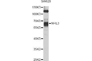 Western blot analysis of extracts of SW620 cells, using NFIL3 antibody (ABIN4904521) at 1:1000 dilution. (NFIL3 抗体)