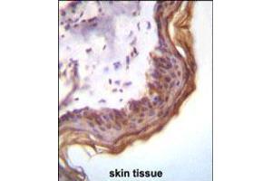 Kallikrein 7(KLK7) Antibody immunohistochemistry analysis in formalin fixed and paraffin embedded human skin tissue followed by peroxidase conjugation of the secondary antibody and DAB staining. (Kallikrein 7 抗体  (AA 67-97))