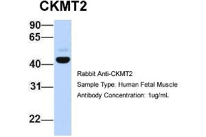 Host: Rabbit Target Name: CKMT2 Sample Type: Human Fetal Muscle Antibody Dilution: 1. (CKMT2 抗体  (C-Term))