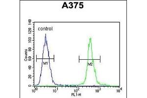 AL2SA Antibody (N-term) (ABIN654732 and ABIN2844420) flow cytometric analysis of  cells (right histogram) compared to a negative control cell (left histogram). (ALS2CR11 抗体  (N-Term))