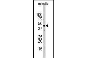 Western blot analysis of ACTB/ACTC Antibody in mouse testis tissue lysates (35ug/lane). (Actin 抗体  (N-Term))