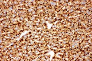 Anti-Cathepsin D Picoband antibody,  IHC(P): Mouse Liver Tissue (Cathepsin D 抗体  (AA 65-410))
