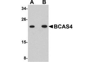 Western blot analysis of BCAS4 in 3T3 cell lysate with AP30127PU-N BCAS4 antibody at (A) 1 and (B) 2 μg/ml. (BCAS4 抗体  (N-Term))