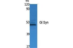 Western Blotting (WB) image for anti-Gl Syn (Internal Region) antibody (ABIN3178069) (Gl Syn (Internal Region) 抗体)