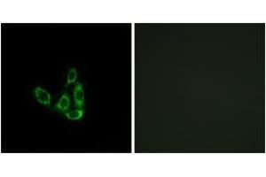 Immunofluorescence (IF) image for anti-Glucosaminyl (N-Acetyl) Transferase 3, Mucin Type (GCNT3) (AA 226-275) antibody (ABIN1534685)