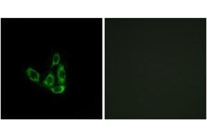 Immunofluorescence analysis of A549 cells, using GCNT3 Antibody. (GCNT3 抗体  (AA 226-275))