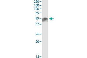 Immunoprecipitation of RNF32 transfected lysate using anti-RNF32 MaxPab rabbit polyclonal antibody and Protein A Magnetic Bead , and immunoblotted with RNF32 purified MaxPab mouse polyclonal antibody (B01P) . (RNF32 抗体  (AA 1-256))