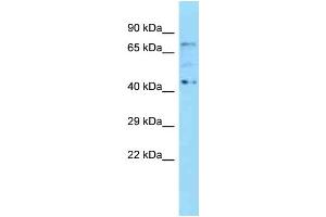 WB Suggested Anti-Kbtbd5 Antibody Titration: 1. (KBTBD5 抗体  (N-Term))