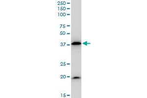 Western Blotting (WB) image for anti-BCL2-Associated Athanogene (BAG1) (AA 241-345) antibody (ABIN560026)