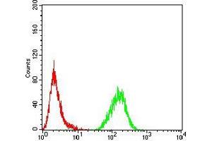 Flow cytometric analysis of Hela cells using MECP2 mouse mAb (green) and negative control (red). (MECP2 抗体  (AA 7-148))